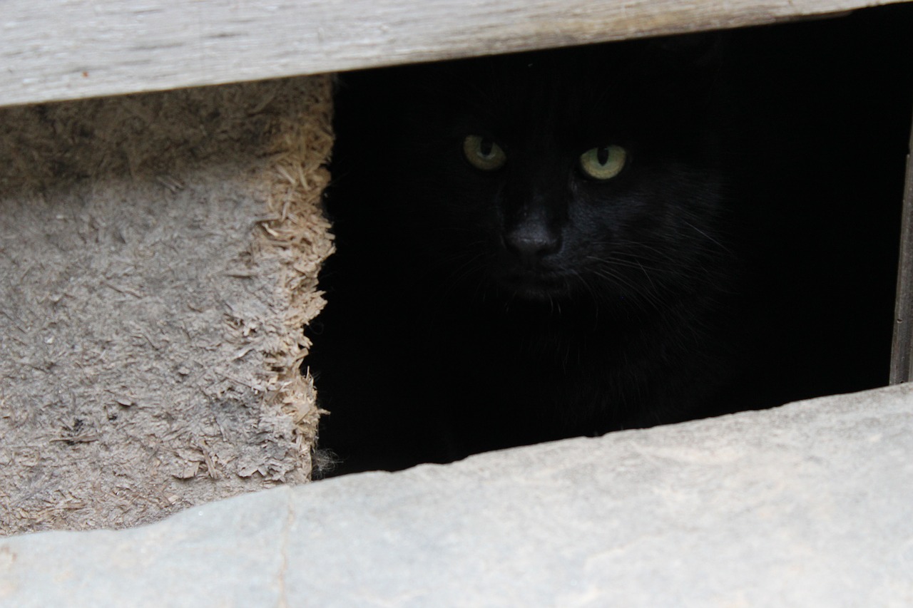 cat  black cat  cat eyes free photo