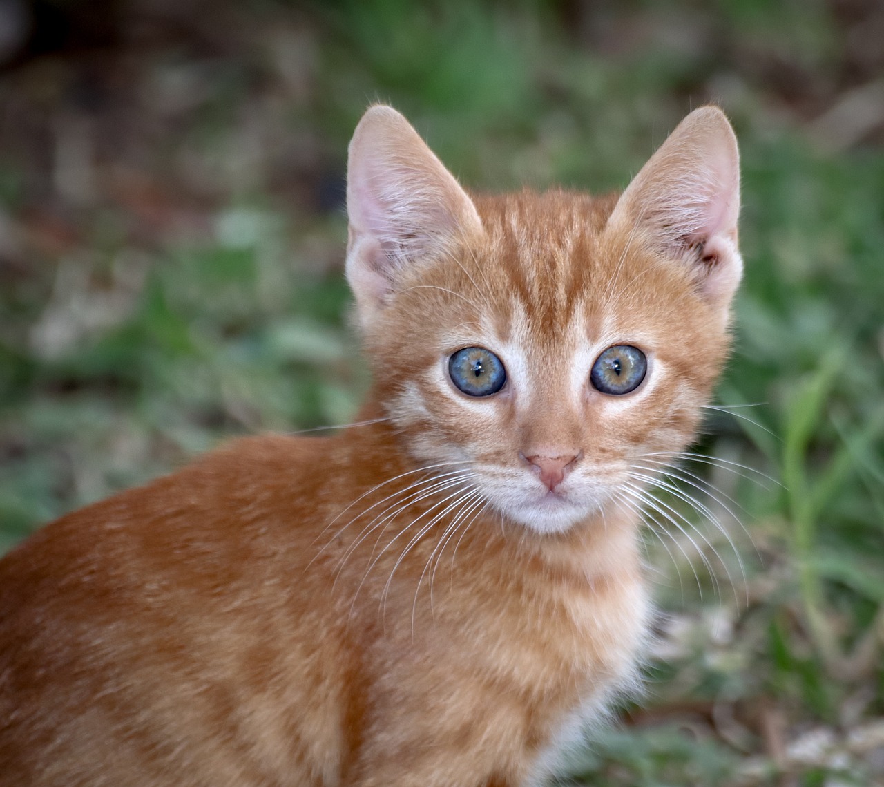 cat  domestic cat  pet free photo