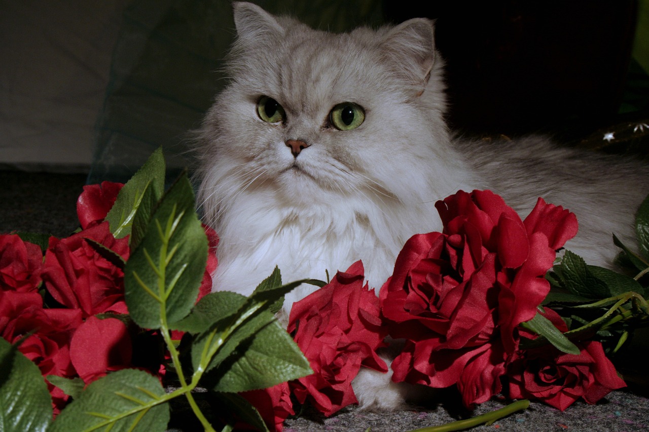 cat  persians  pet free photo