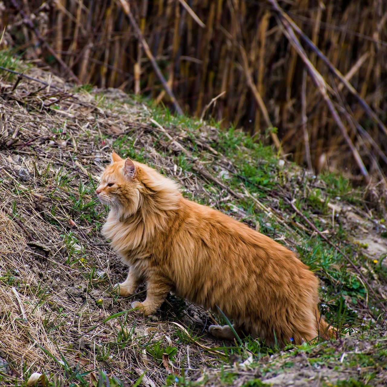 cat  feline  feral free photo