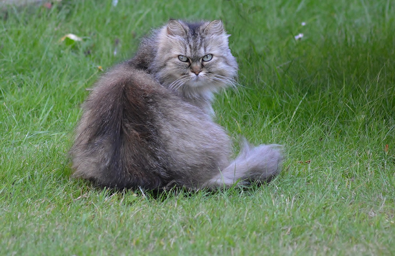 cat  domestic cat  portrait free photo