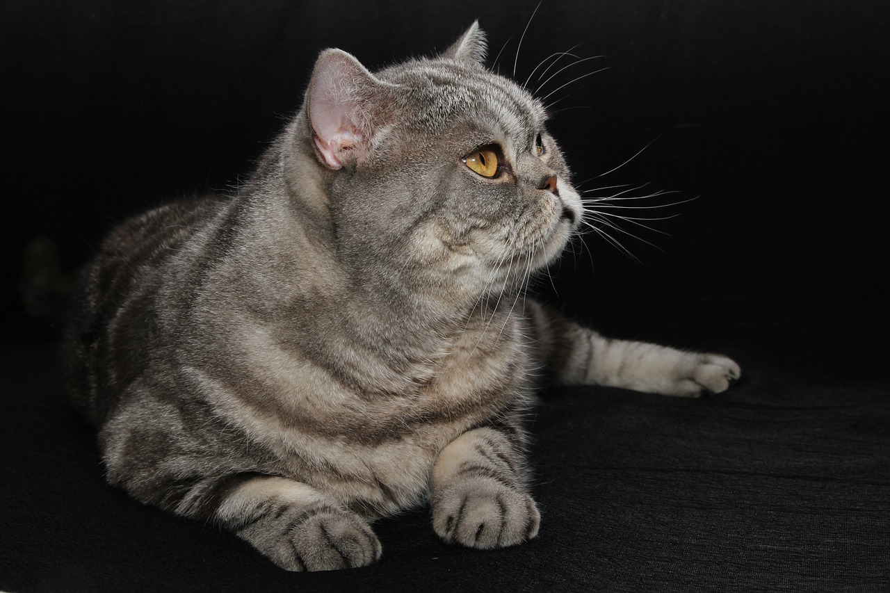 cat  british shorthair  pet free photo