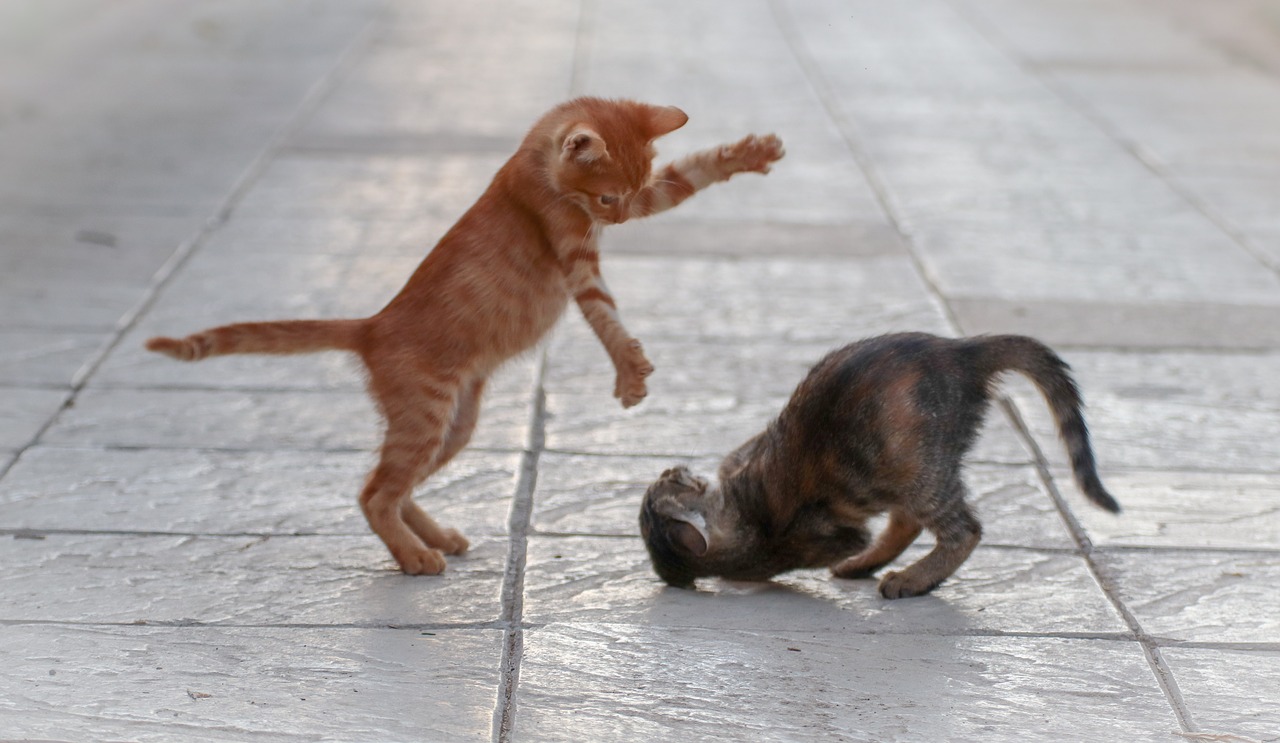 cat  fight  young free photo