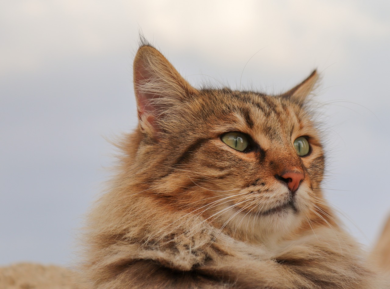 cat  domestic cat  german longhaired pointer free photo