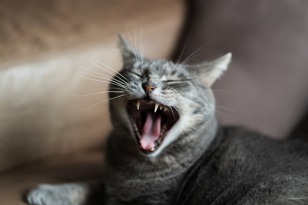 cat  yawning  yawn free photo