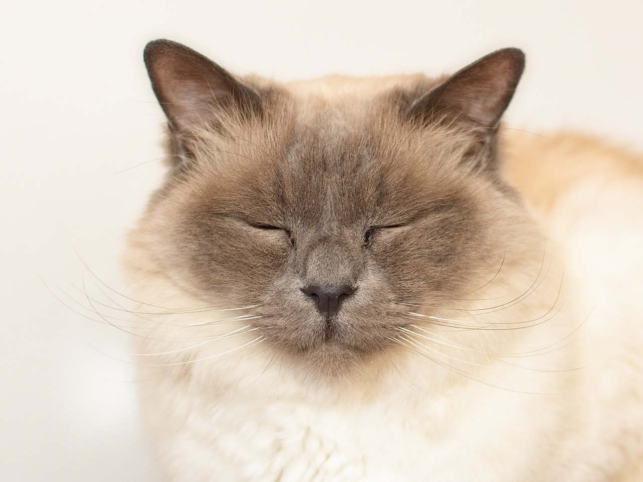 cat  sacred birman  moustache free photo