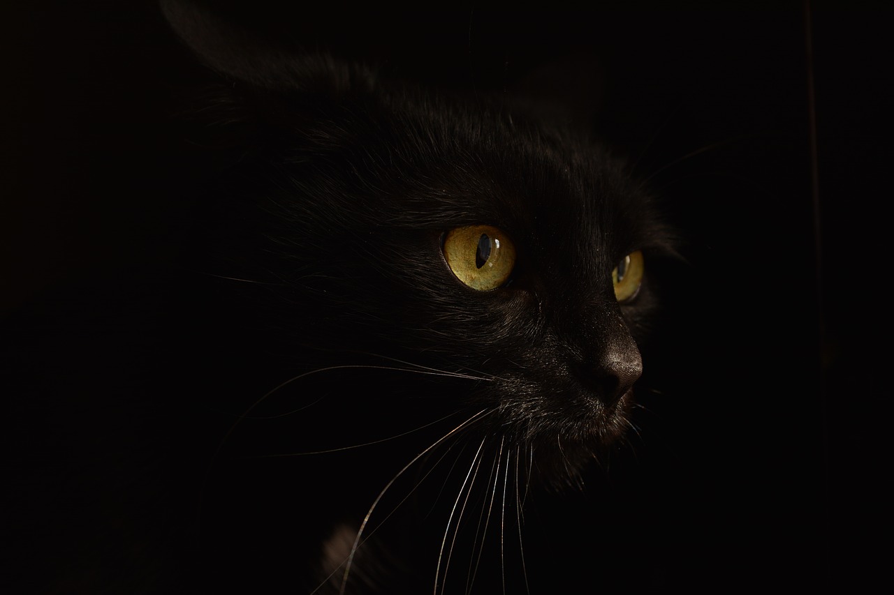 cat  black  kitten free photo