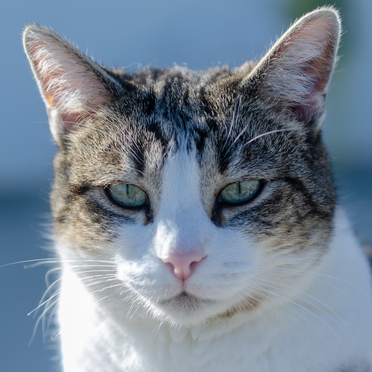 cat  portrait  feline free photo