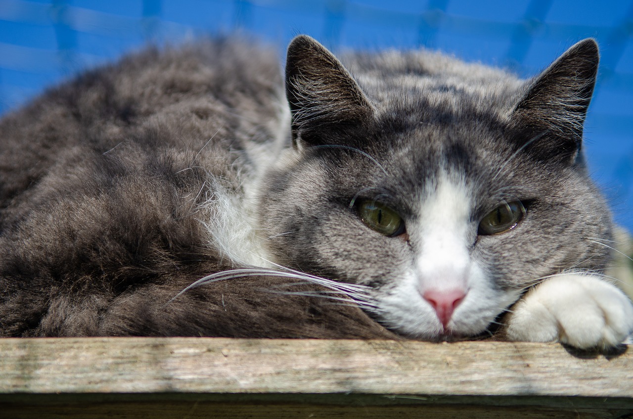 cat  portrait  feline free photo