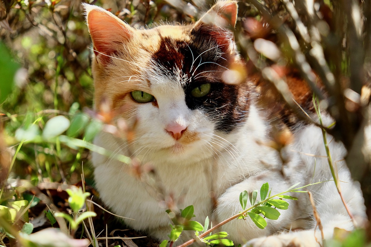 cat  wild  grass free photo