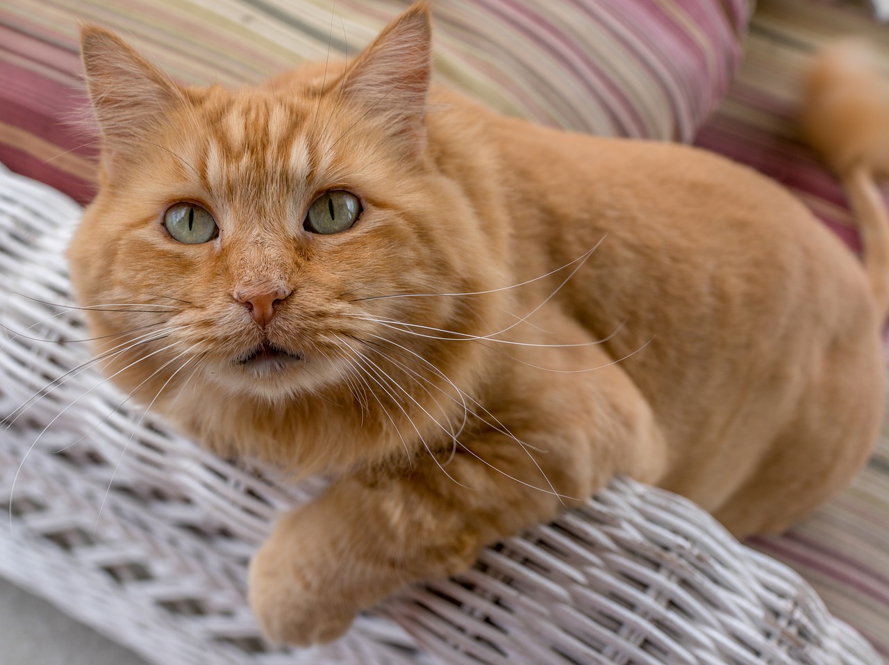 cat  orange  maine coon free photo