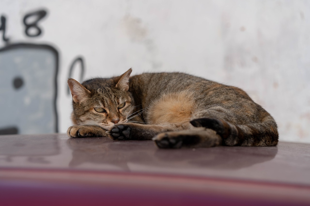 cat  car roof  concerns free photo