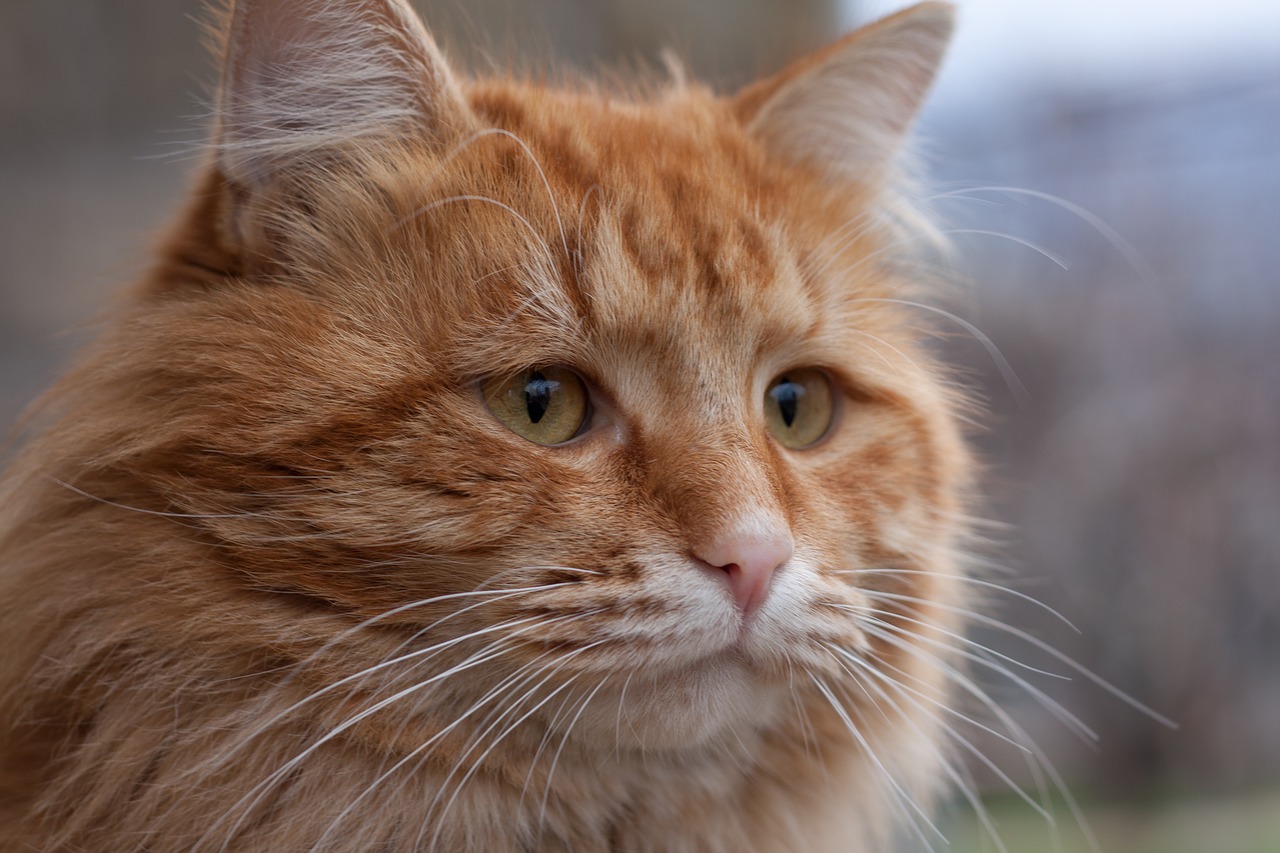 cat  ginger  red free photo