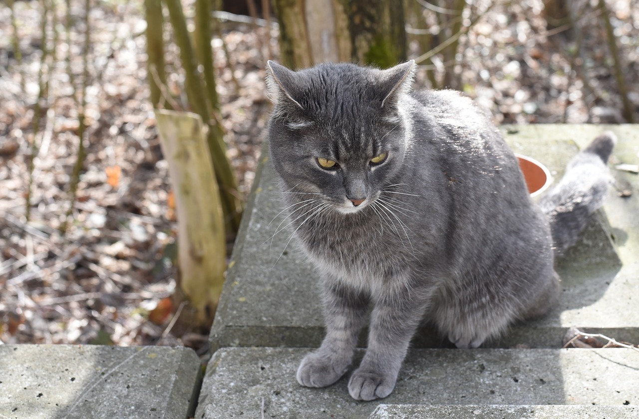 cat  grey  forest free photo