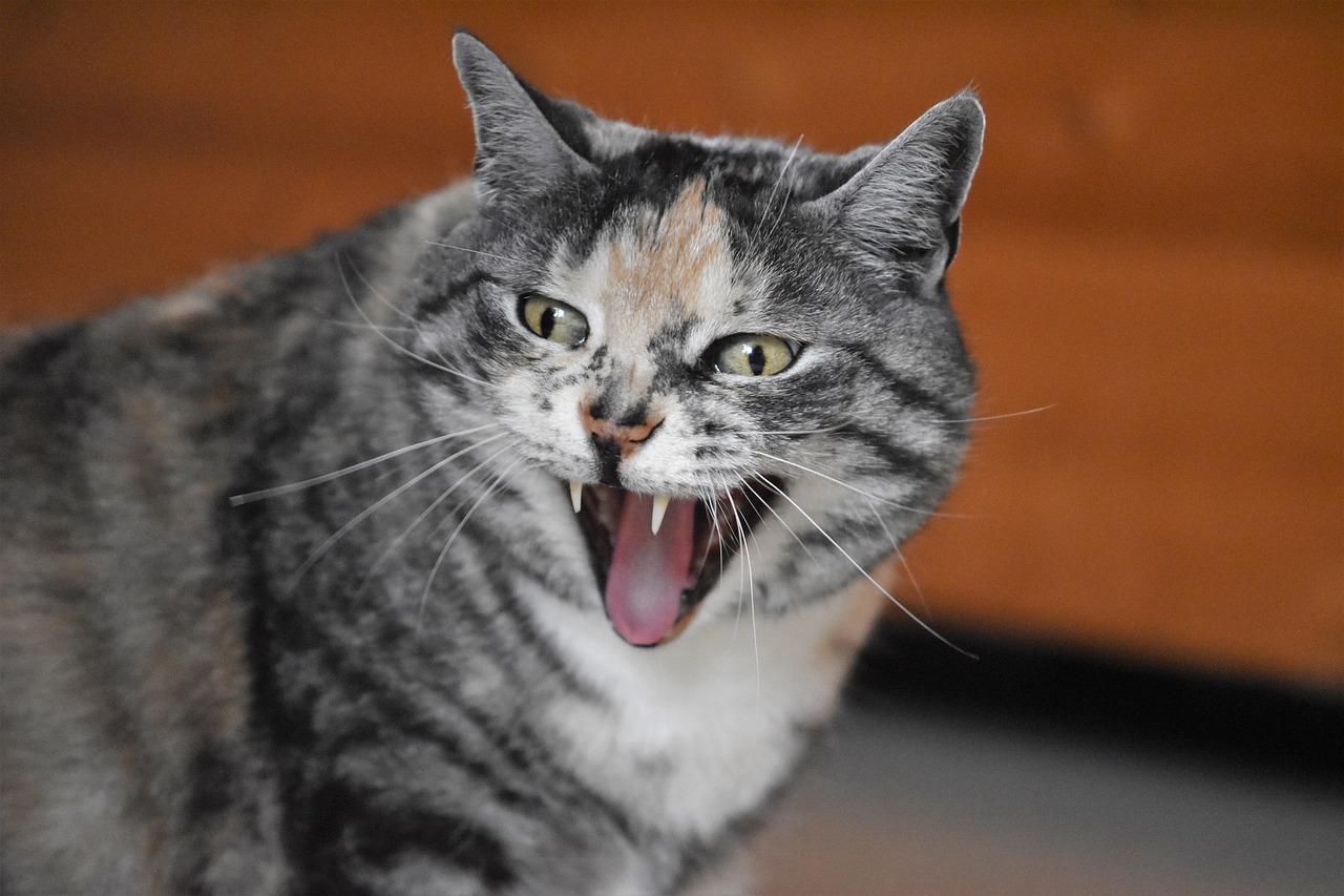 cat  yawns  laughs free photo