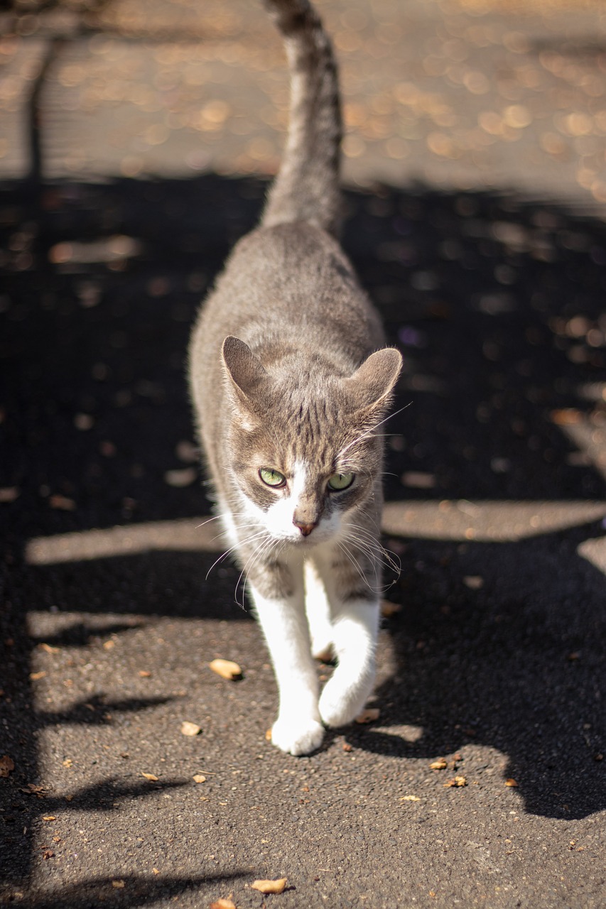 cat  portrait  animal free photo