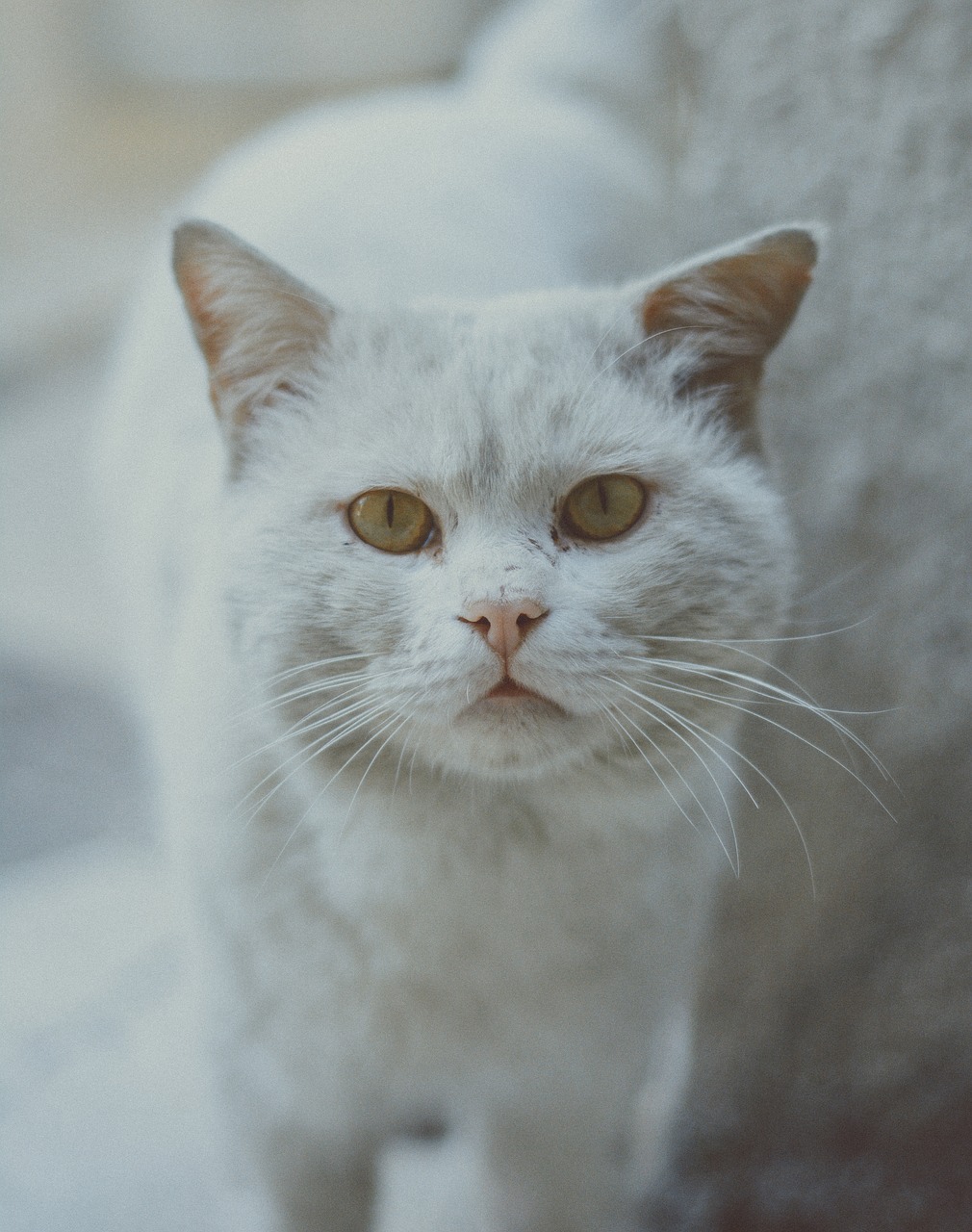 cat  white  white cat free photo