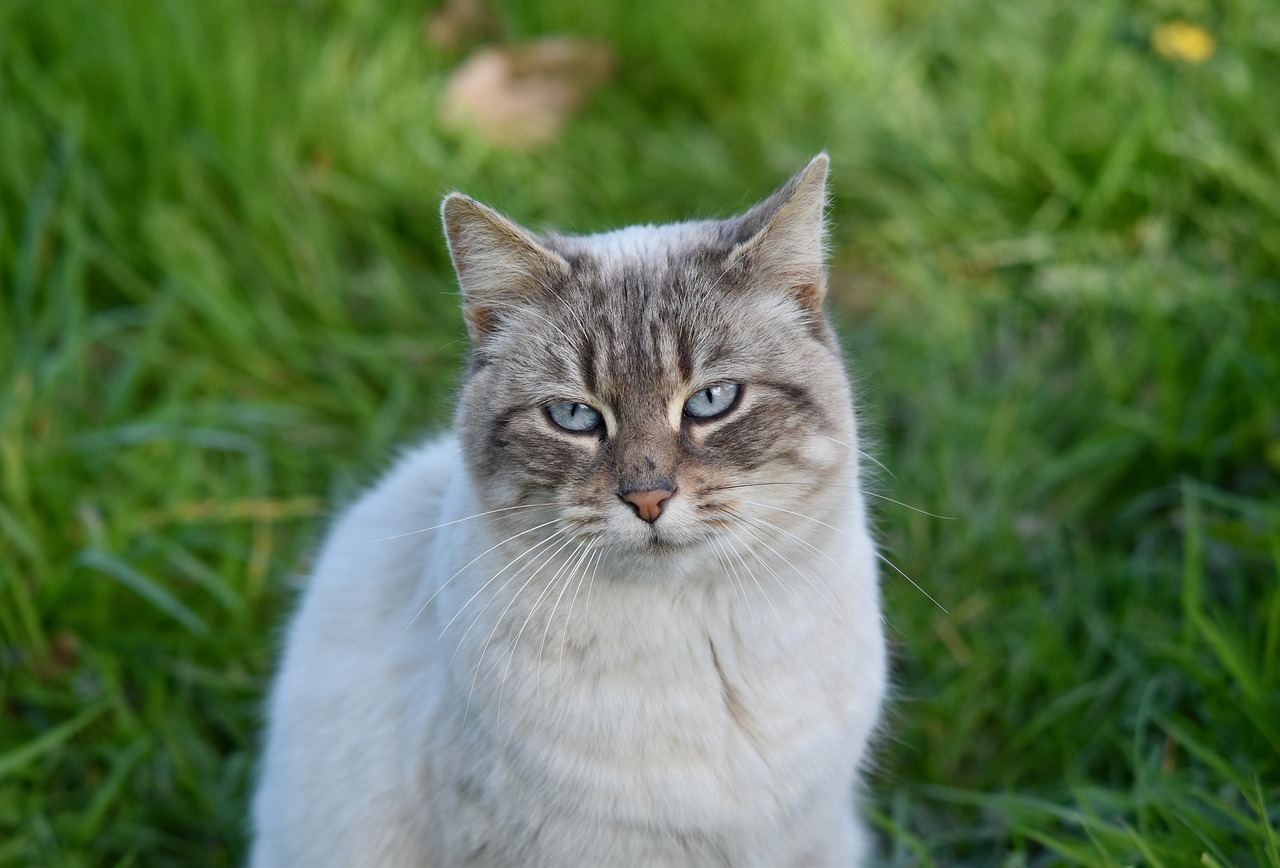 cat  pussy  cat with blue eyes free photo