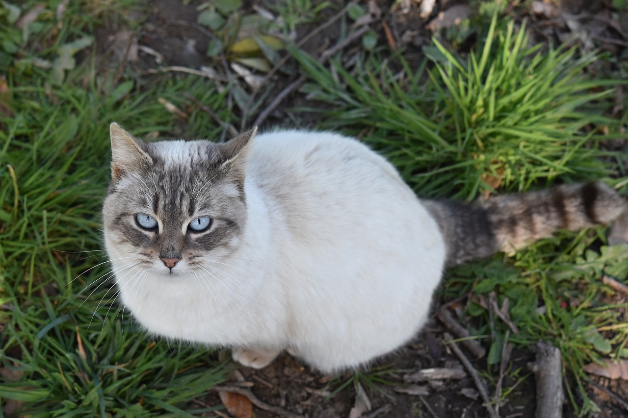 cat  pussy  cat with blue eyes free photo