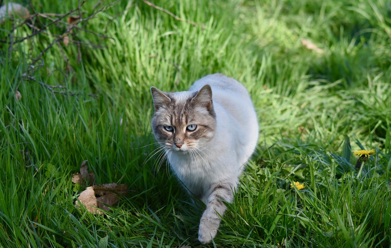 cat  cat on the move  cat walk free photo