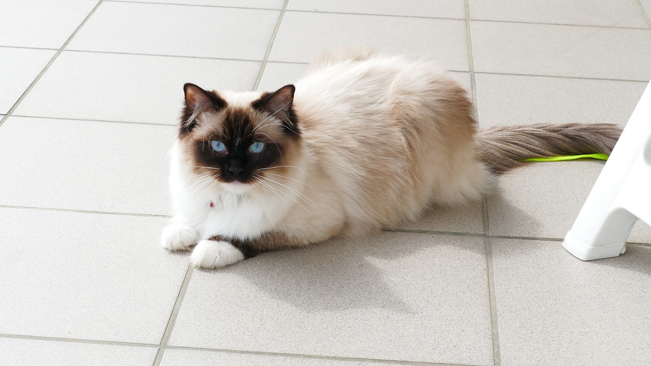 cat  thoroughbred  ragdoll free photo