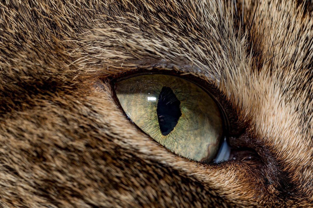 cat  macro  eye free photo