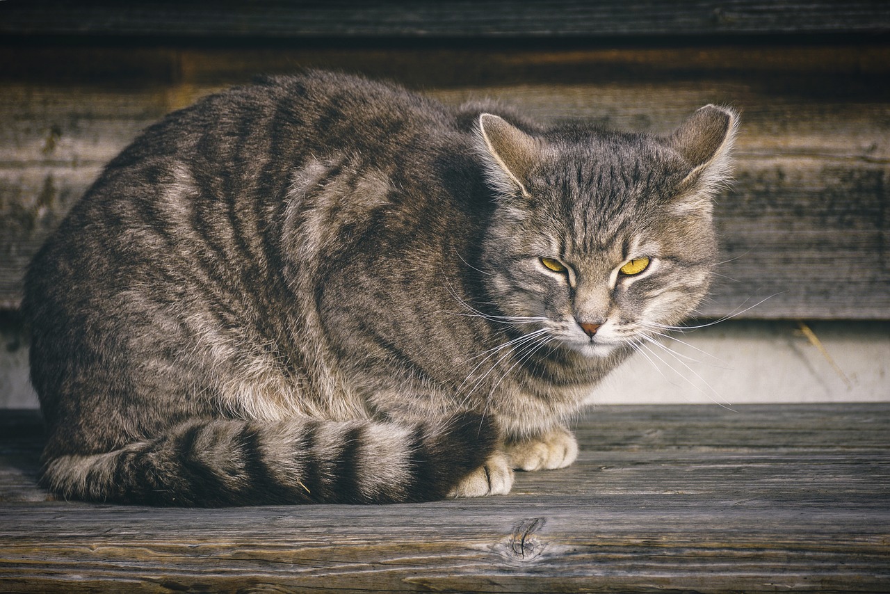 cat  domestic cat  eyes free photo