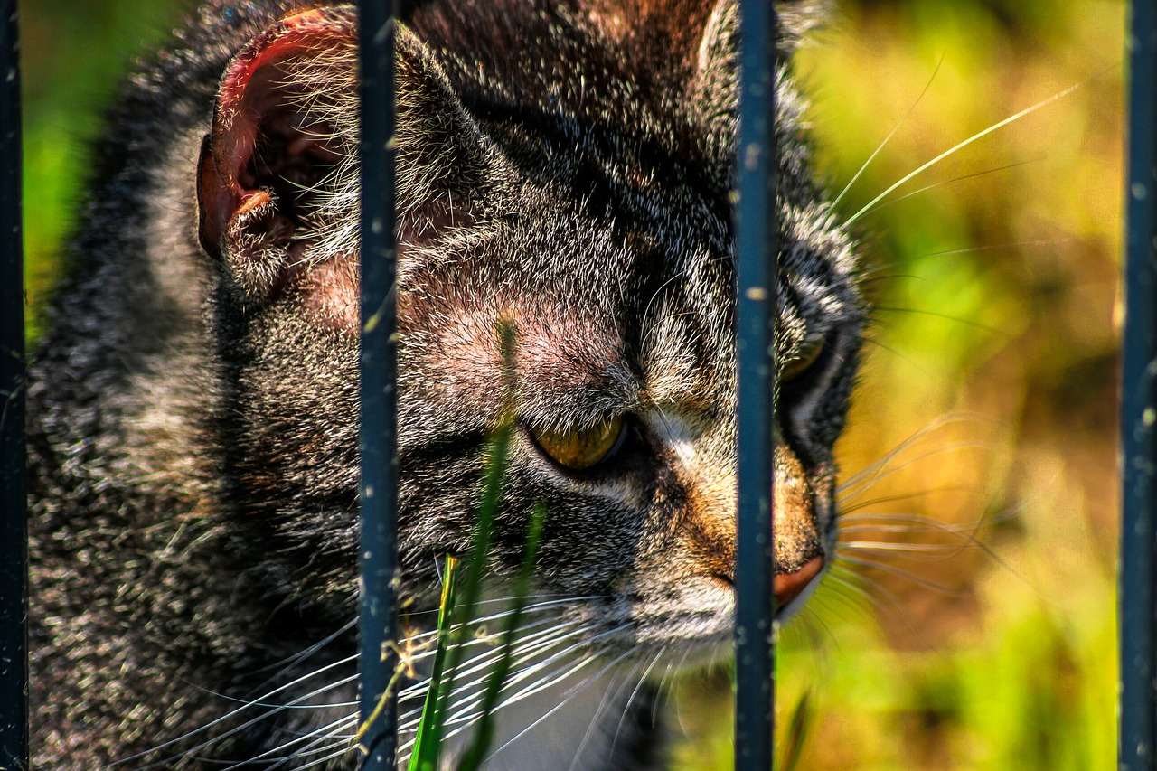 cat  close up  grid free photo