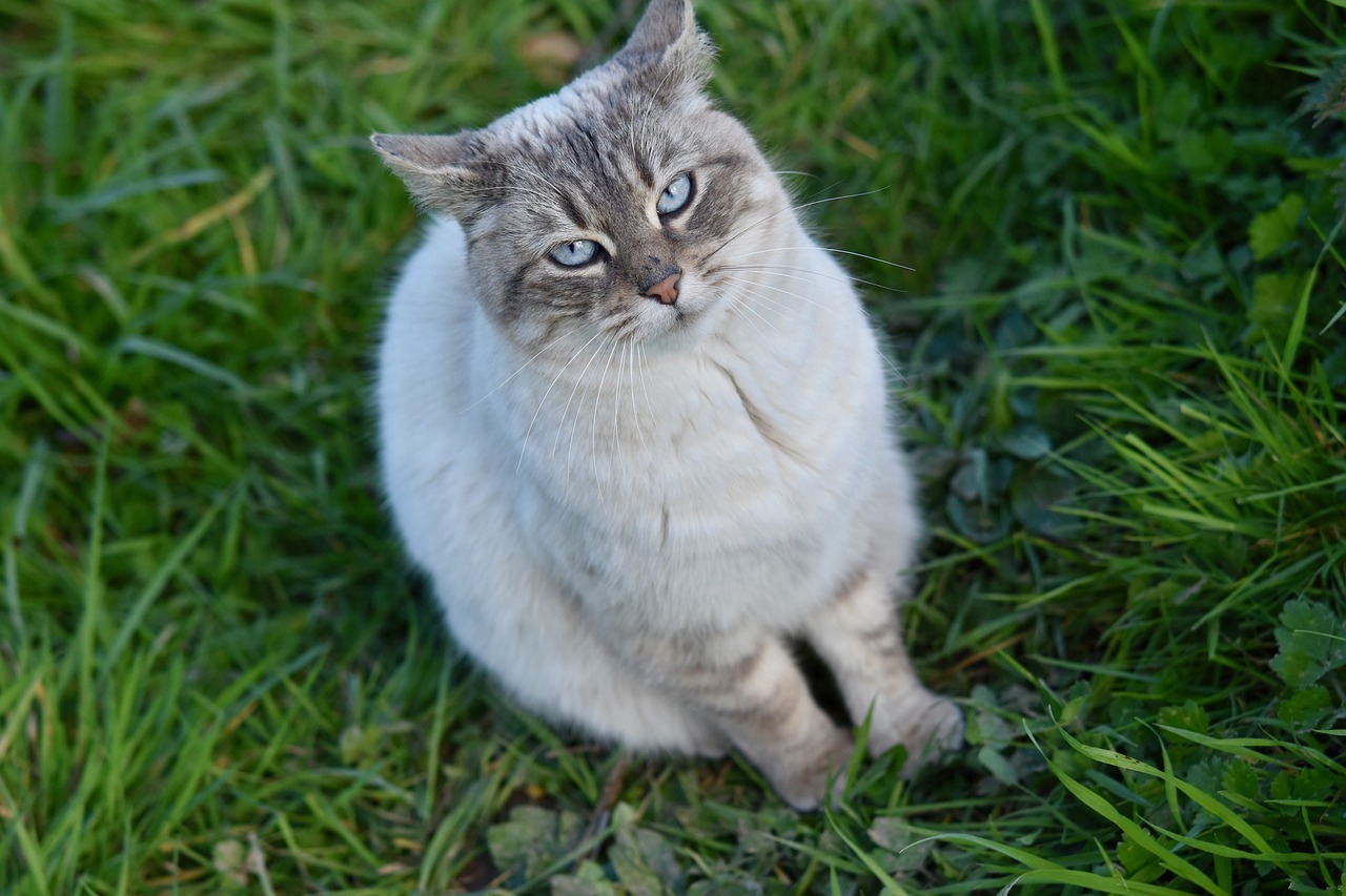 cat  pussy  cat sitting free photo