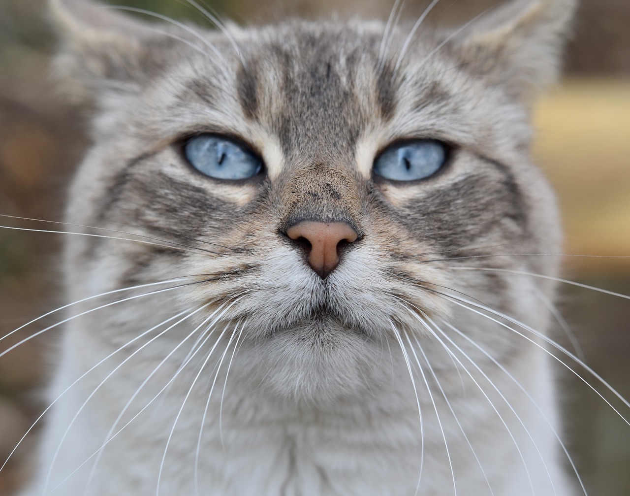 cat  nose cat  whiskers cat free photo