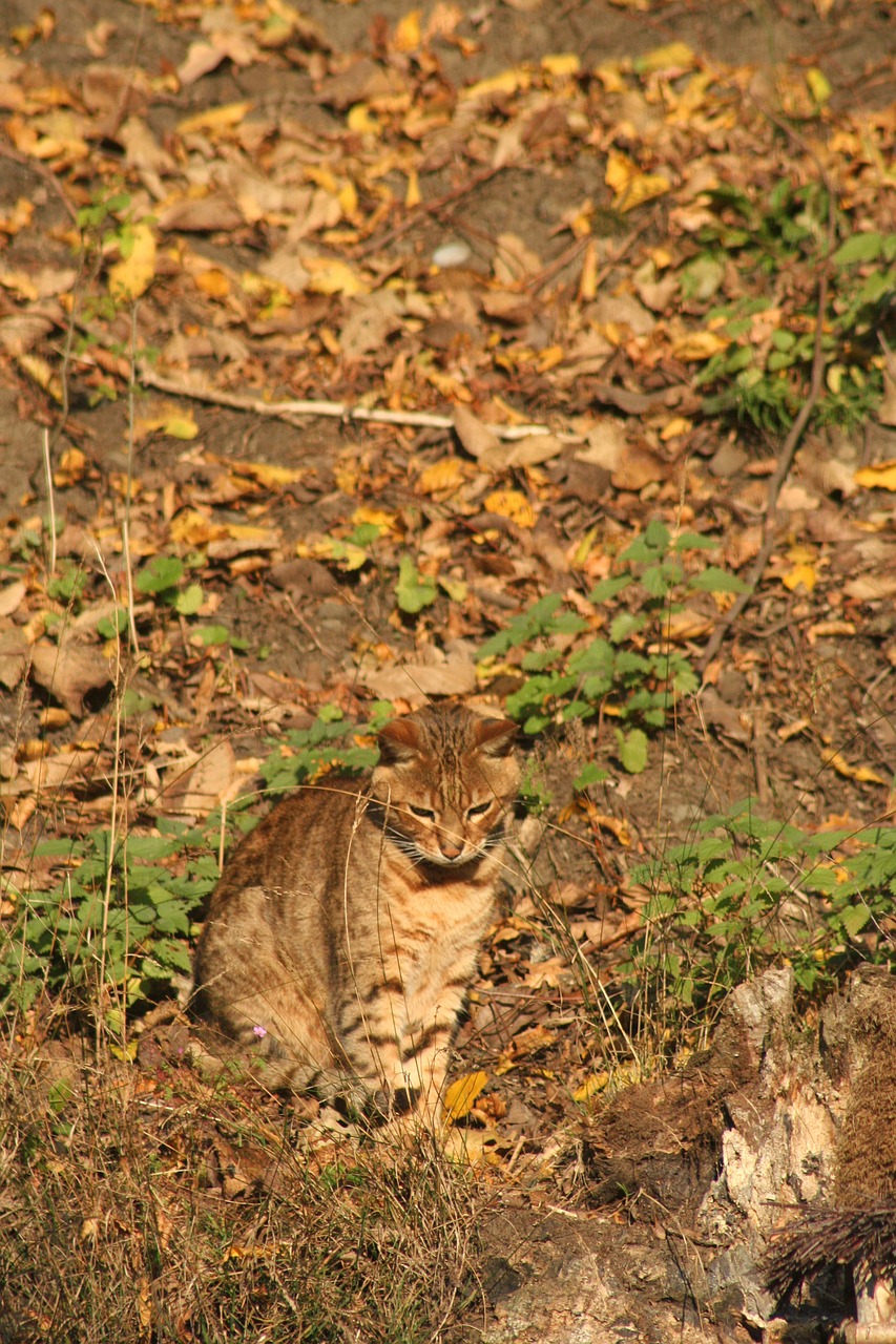 cat camouflage autumn free photo