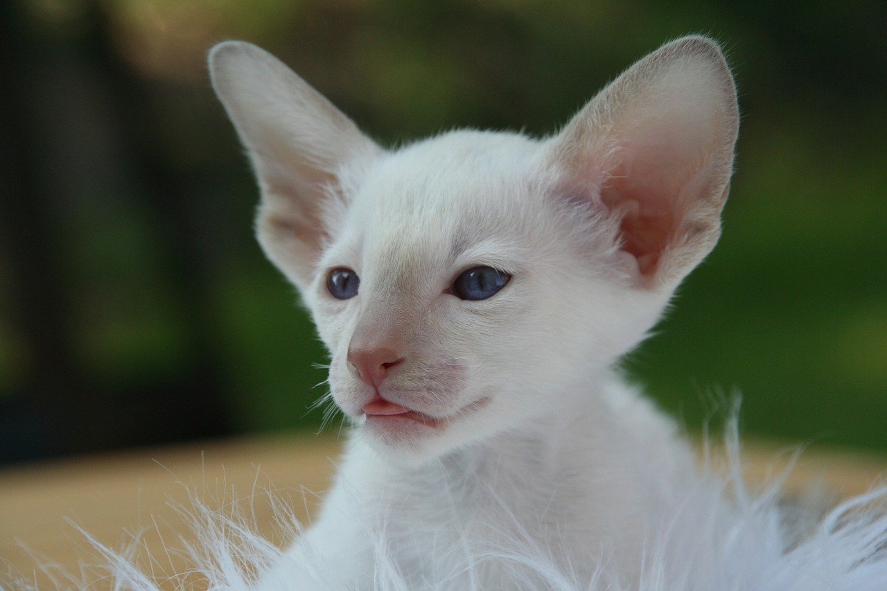 cat kitten siamese cat free photo