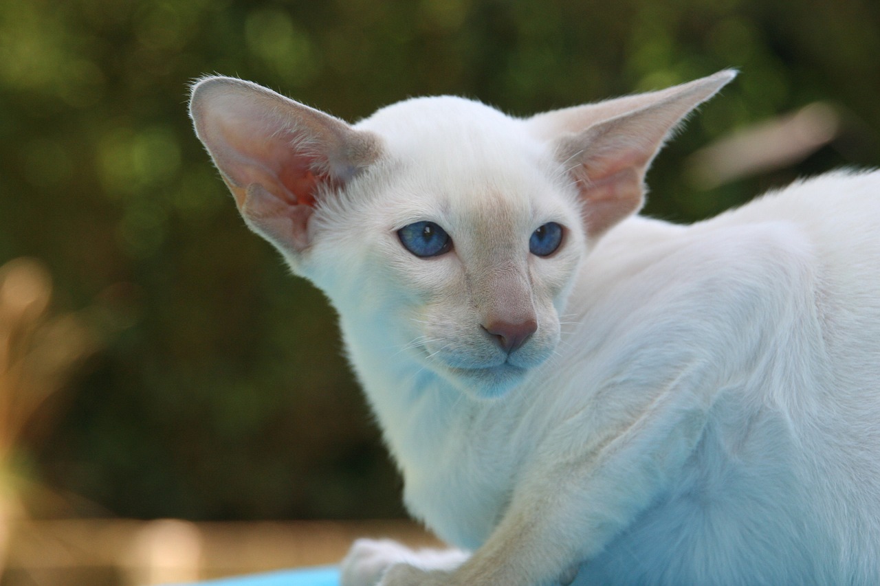 cat kitten siamese cat free photo