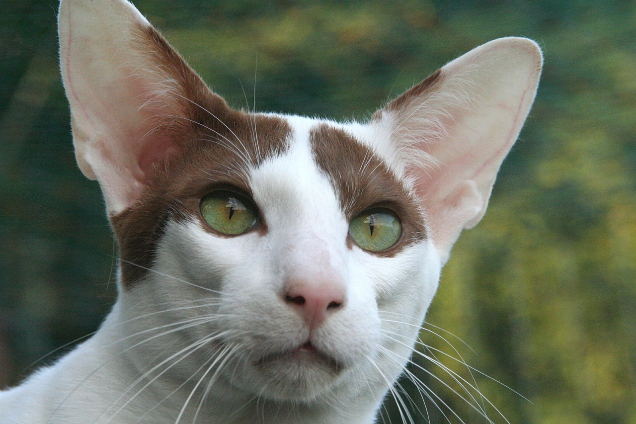 cat attention oriental shorthair free photo