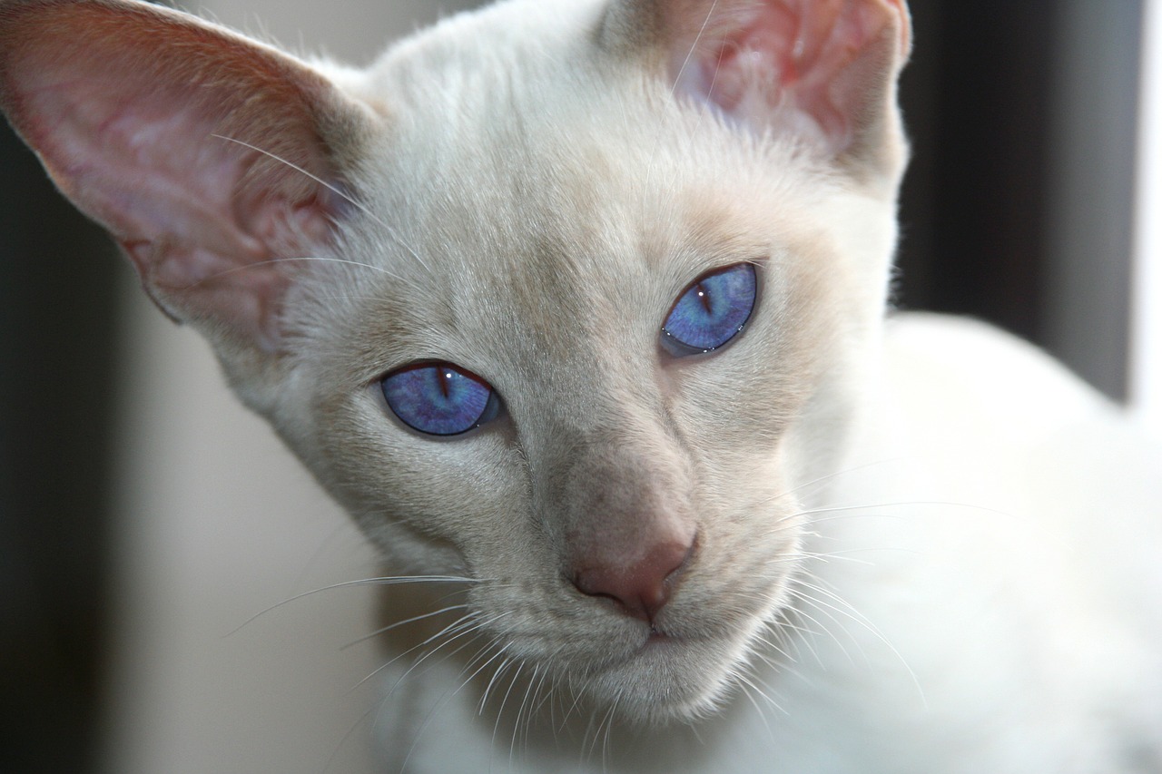 cat siamese cat blue eye free photo