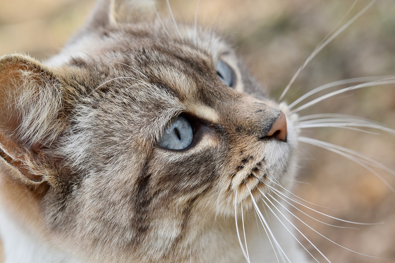 cat  pussy blue eyes  mustache cat free photo