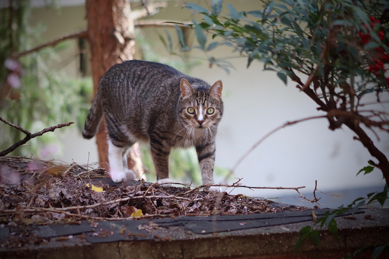 cat  pet  domestic cat free photo