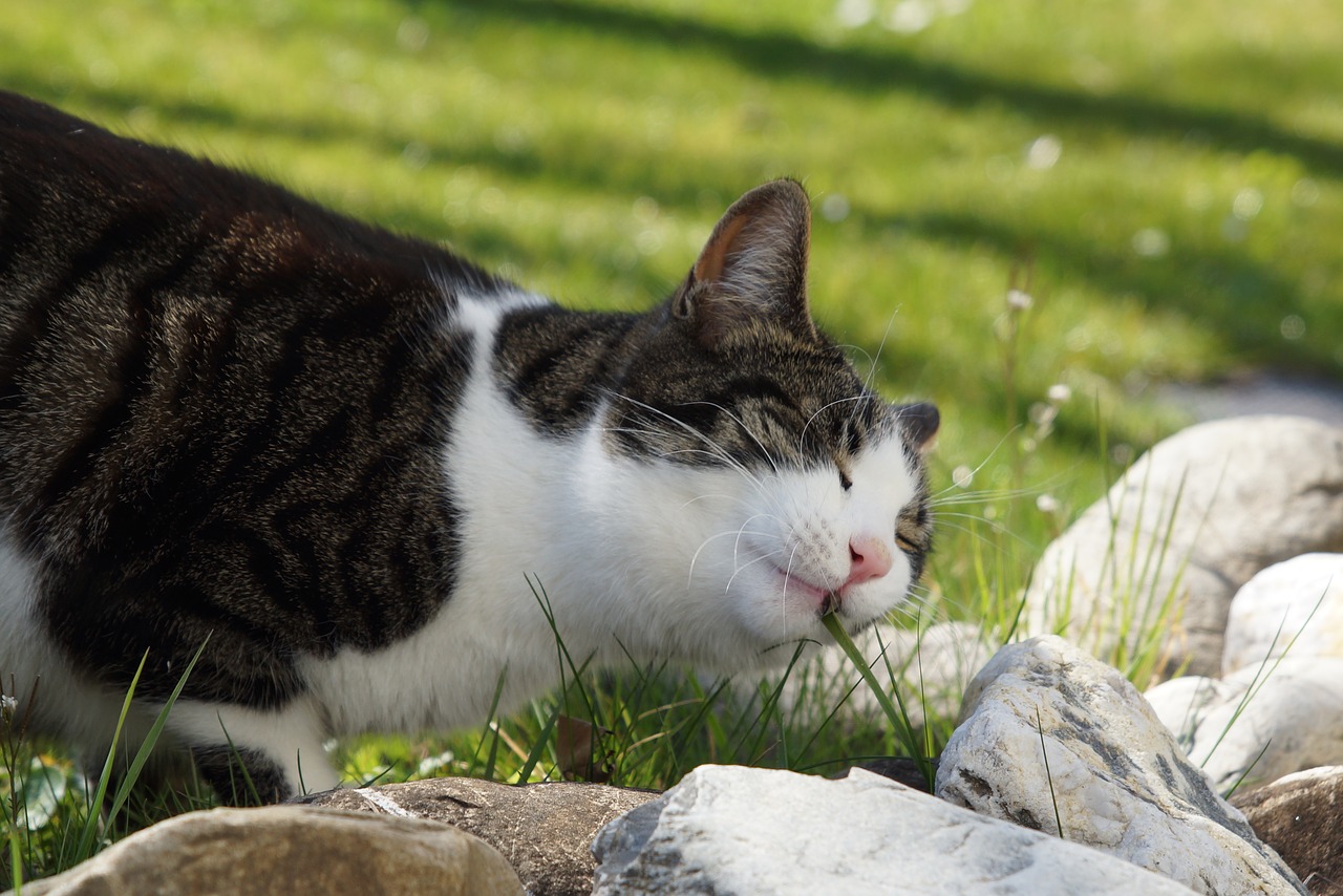 cat  garden  taster free photo