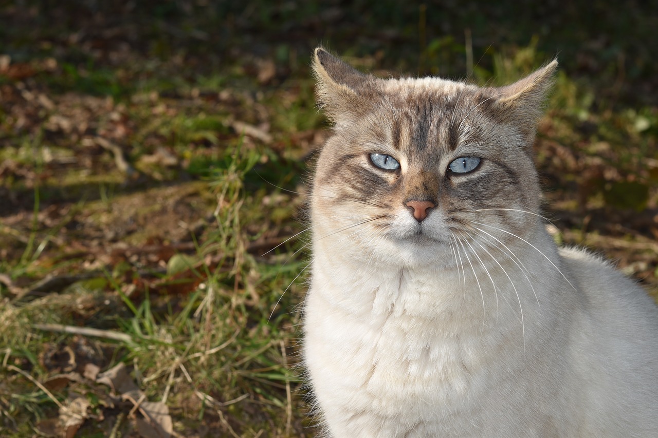 cat  pussy  blue eyes free photo