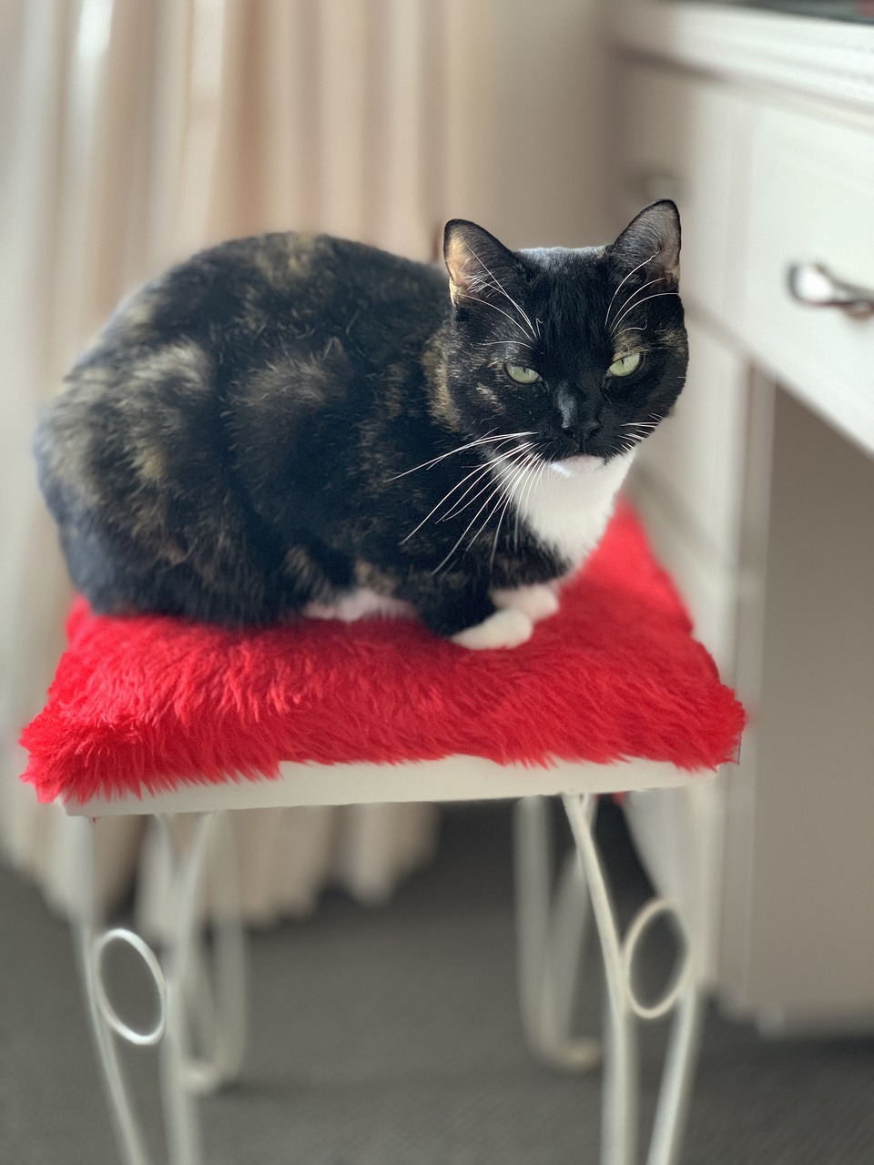 cat  stool  tortoiseshell free photo