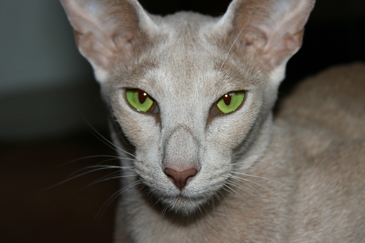 cat green eyes oriental shorthair free photo