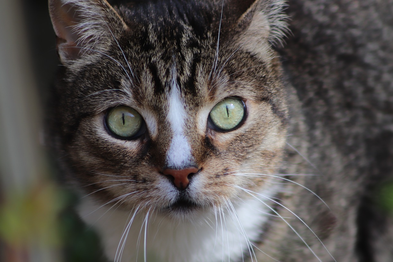 cat  cat face  cat's eyes free photo