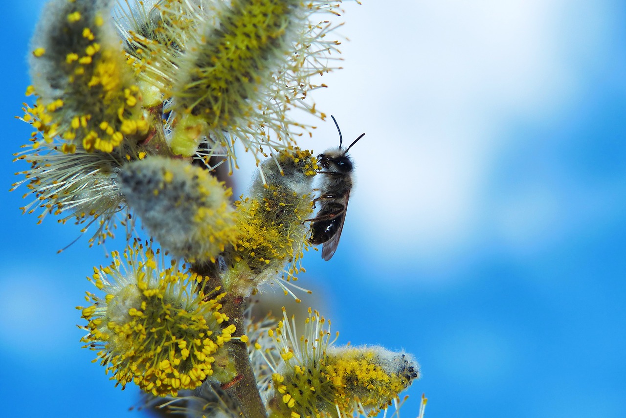 cat  flower  insect free photo