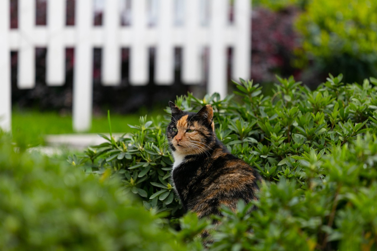 cat  outdoor  green free photo