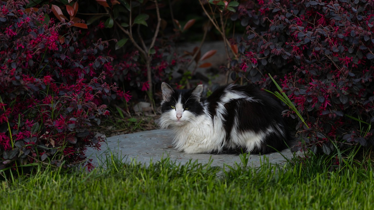 cat  black white  red free photo