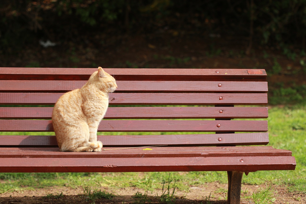 cat  sun  bench free photo