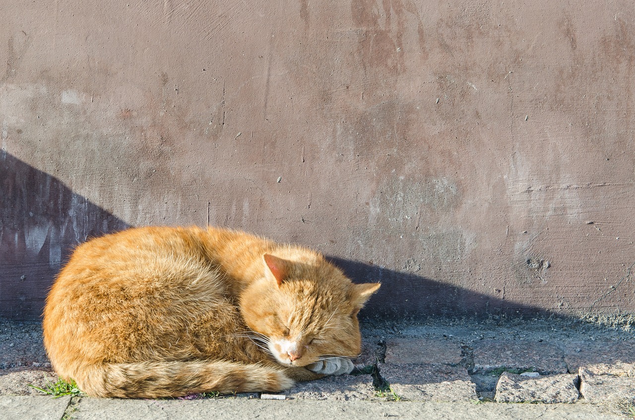 cat  peace of mind  kitten free photo