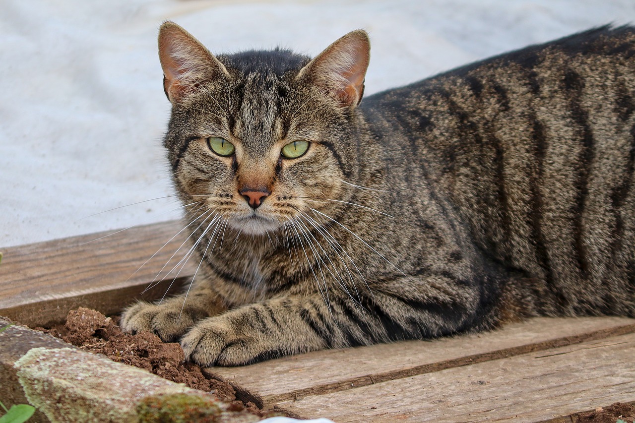 cat  domestic cat  pet free photo