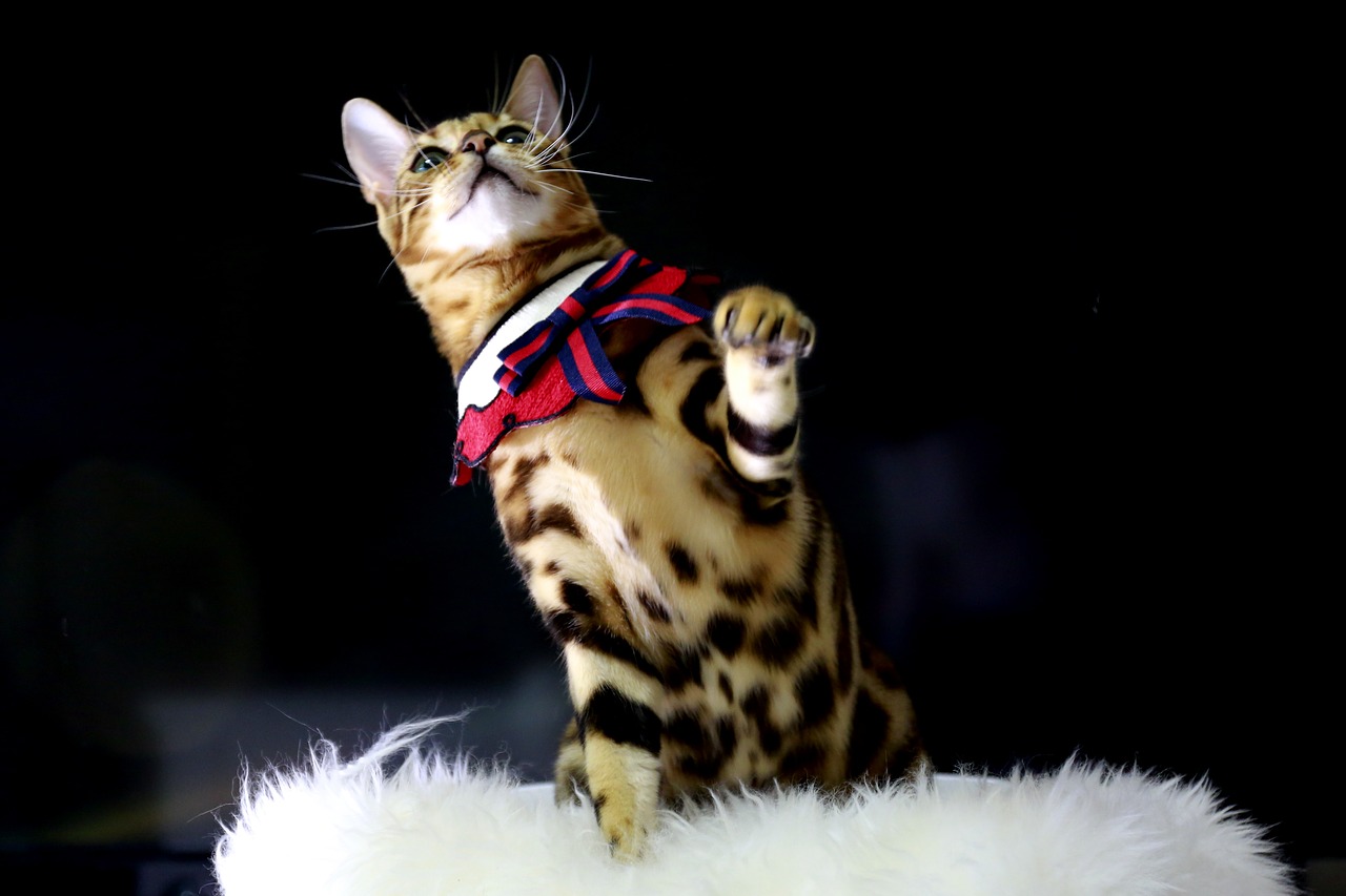 cat  bengal cat  baby cats free photo