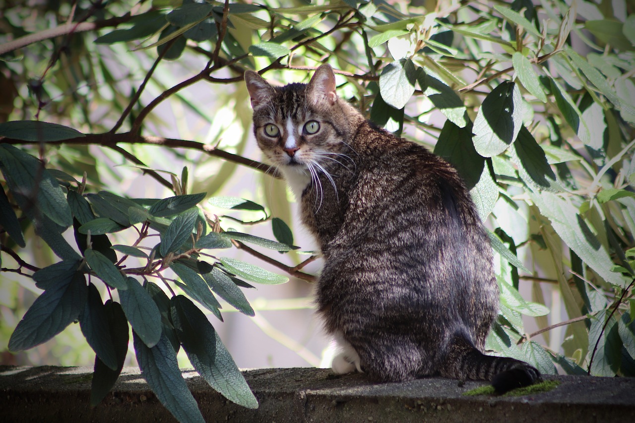 cat  mackerel  view free photo